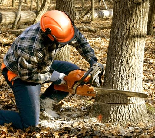 Tree Removal in Atlanta, IN